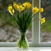 A rare splash of sunshine on the daffs by orchid99