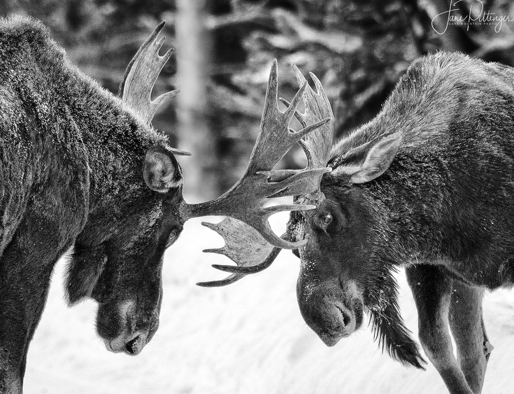 Adolescent Moose Practicing B and W Cropped by jgpittenger