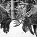 Adolescent Moose Practicing B and W Cropped by jgpittenger