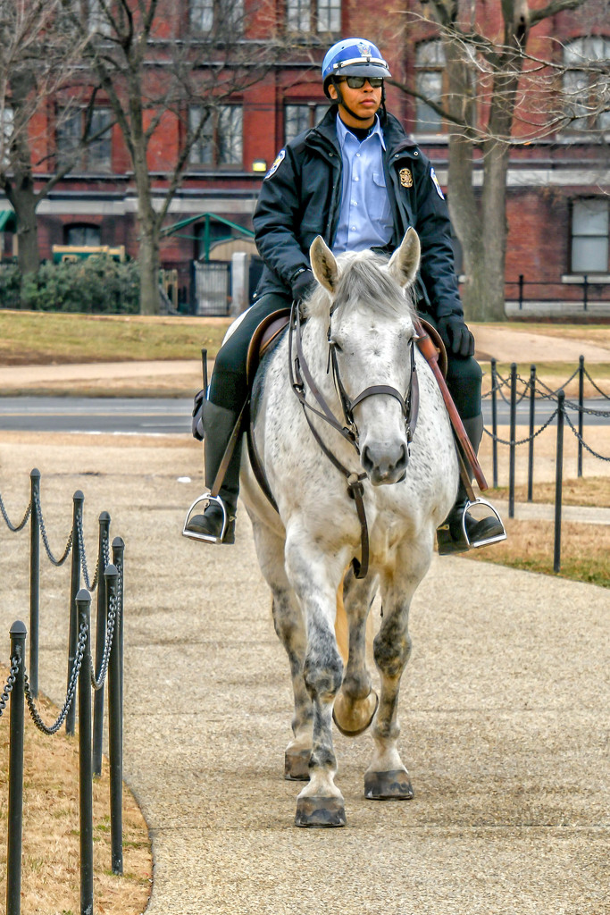 DC Mounted Police by danette
