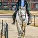 DC Mounted Police by danette