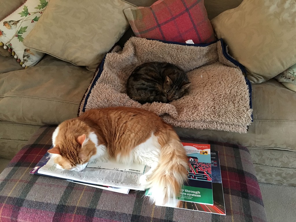 Billy and Molly are reading the papers by 365projectmaxine