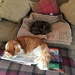 Billy and Molly are reading the papers by 365projectmaxine