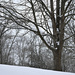 Winter According to Erik: My Four Seasons Tree Project by alophoto