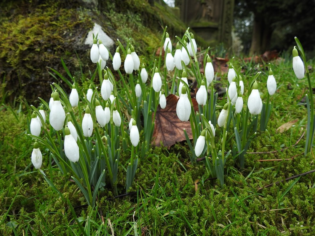 First snowdrops by roachling
