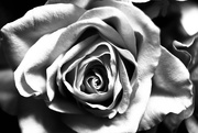 24th Jan 2018 - Black and white rose