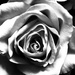 Black and white rose by vincent24