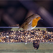 Robin No3 by pcoulson