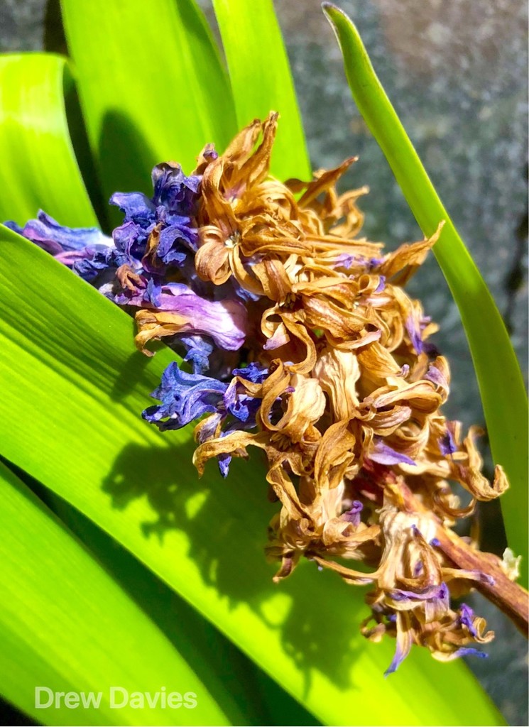 Dying hyacinth  by 365projectdrewpdavies