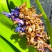 Dying hyacinth  by 365projectdrewpdavies