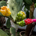 Garden Cactus by ianjb21