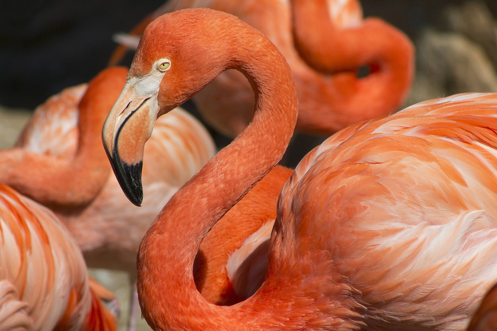 Flamingo Curves by gaylewood