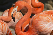 24th Jan 2018 - Flamingo Curves