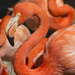 Flamingo Curves by gaylewood