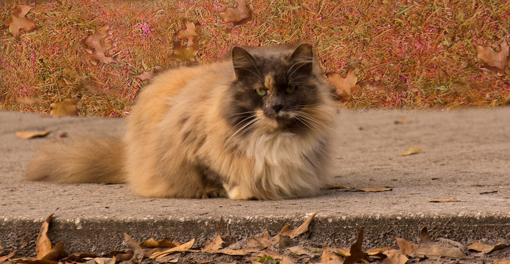 My Favorite Feral Cat in the Park! by rickster549