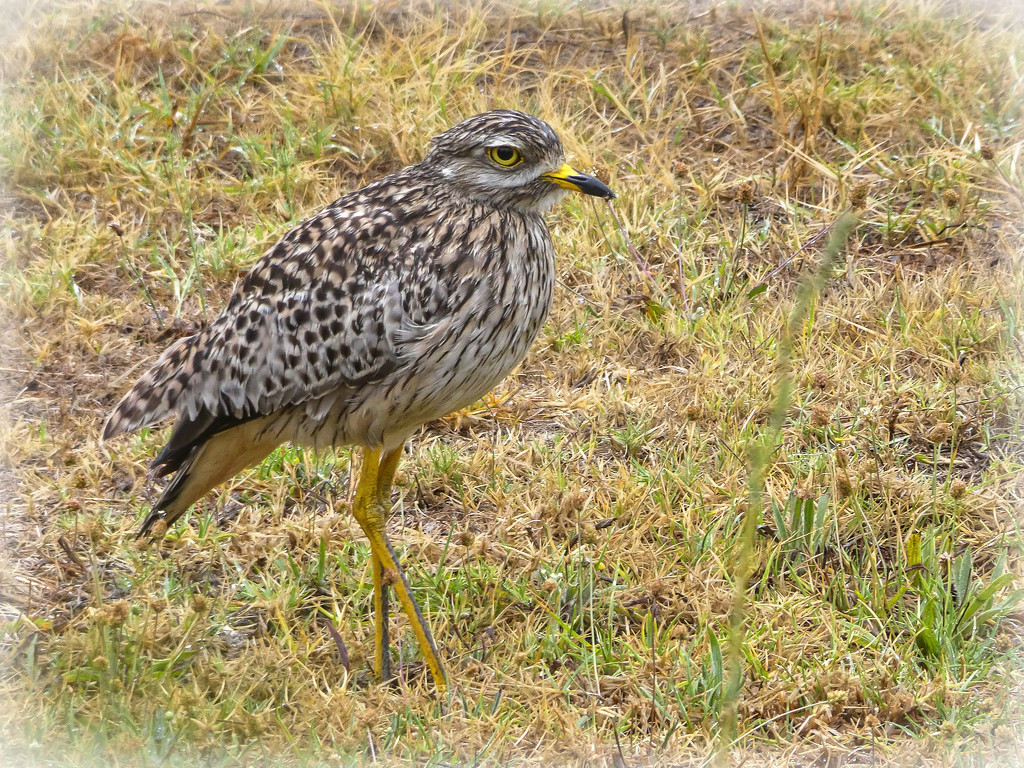 Dikkop or Thick knee by ludwigsdiana