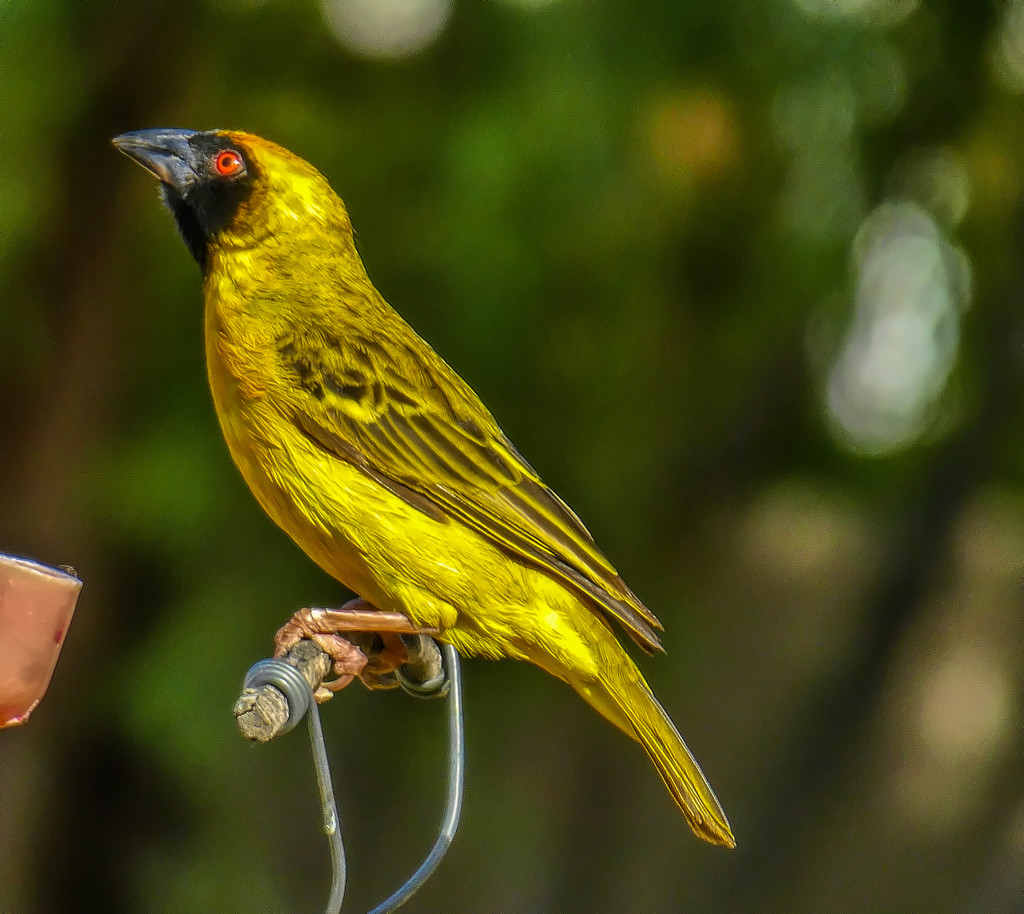  Southern Masked Weaver by ludwigsdiana