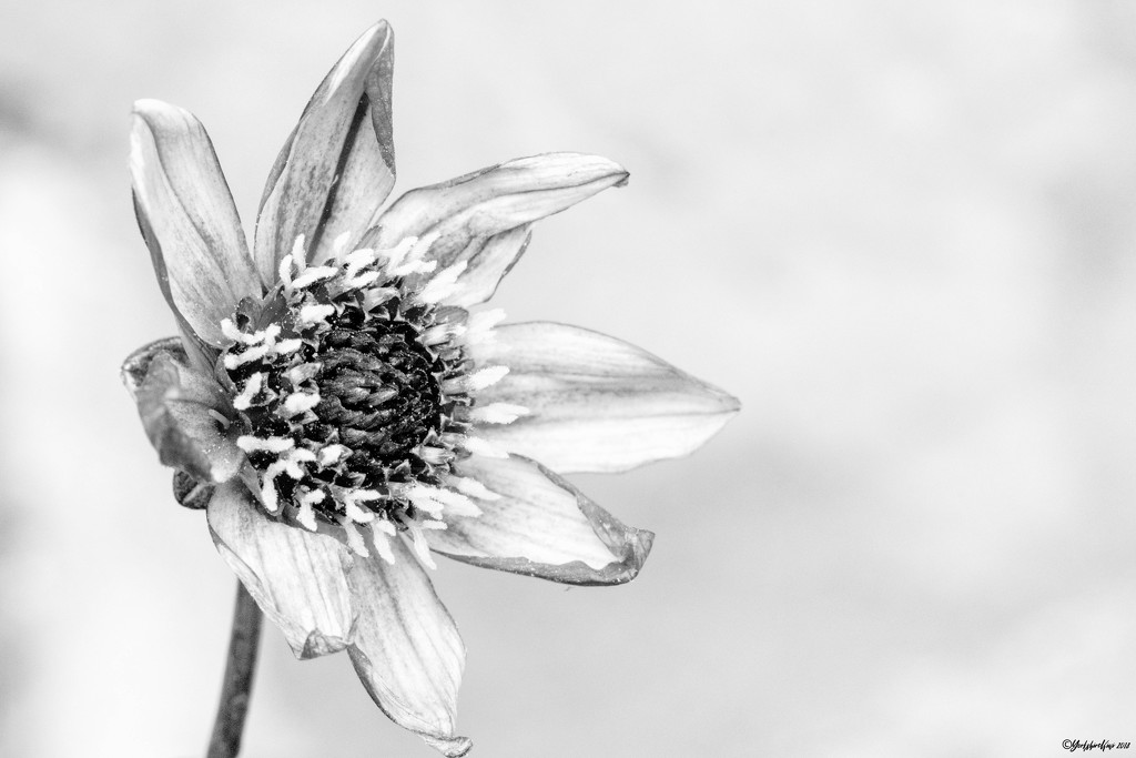 Black and white flower by yorkshirekiwi