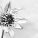 Black and white flower by yorkshirekiwi