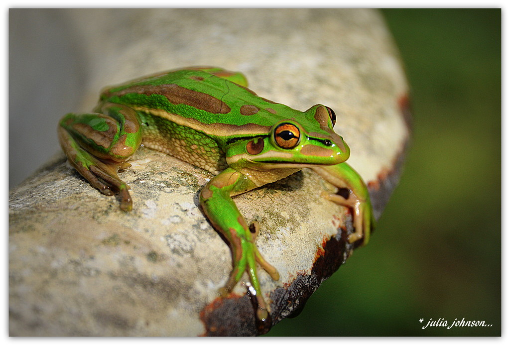 Fredo The Frog... by julzmaioro