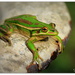 Fredo The Frog... by julzmaioro