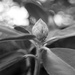 Day 25 ...... Of Lensbaby by motherjane