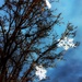 The Snowflake Tree by yogiw