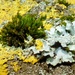 Lichen and moss by julienne1