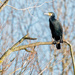 Cormorant in a tree by pamknowler