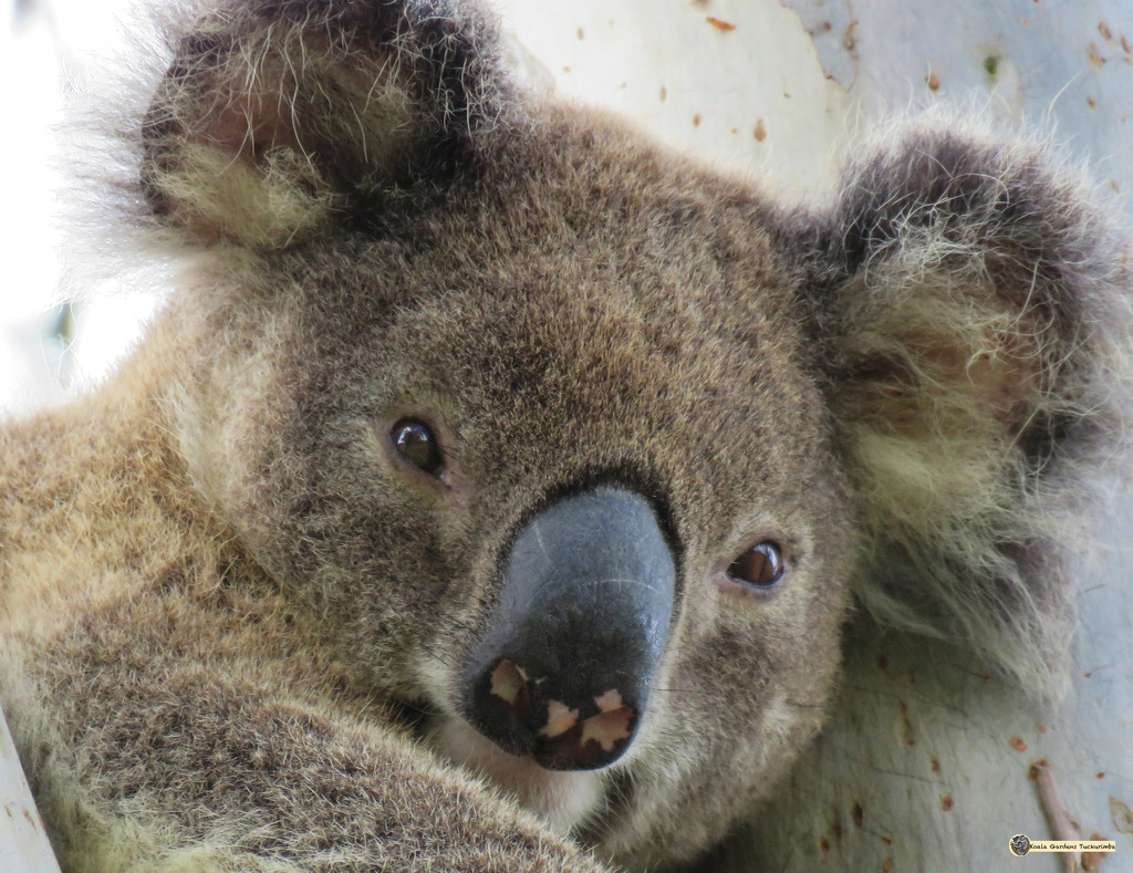 sleepyhead by koalagardens