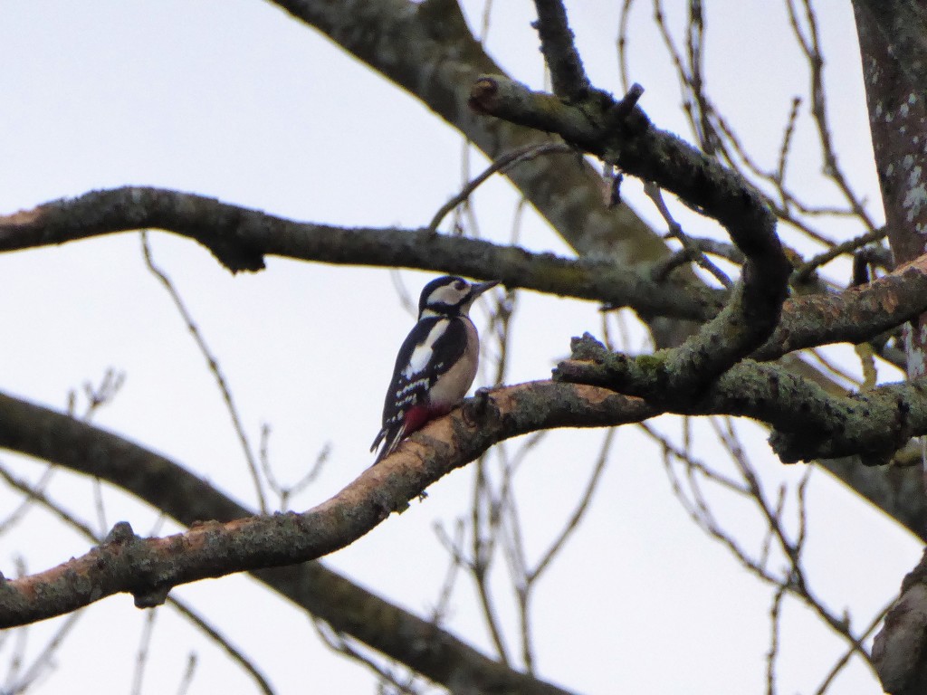 Woody Woodpecker by susiemc