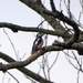 Woody Woodpecker by susiemc
