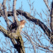 Hawk in Tree Wide by rminer