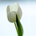 White tulip by elisasaeter