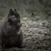 squirrel noir... by jackies365