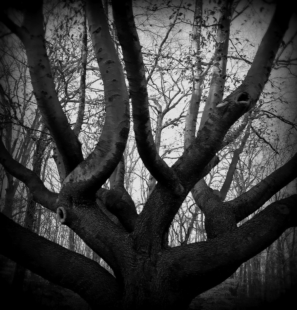 Day 131:  Twisted Tree by sheilalorson