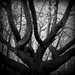 Day 131:  Twisted Tree by sheilalorson