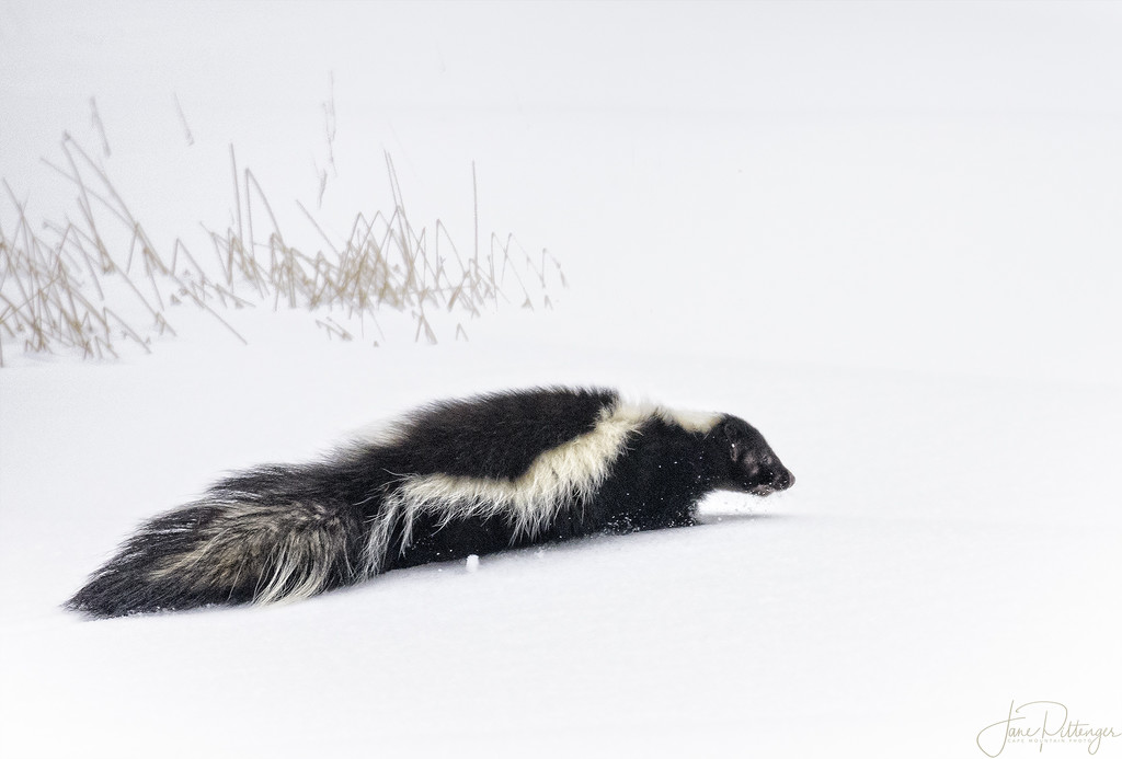 skunk by jgpittenger