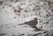 12th Jan 2018 - Mourning Dove
