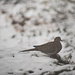 Mourning Dove by lstasel