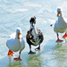 Cold Duck on Ice by milaniet
