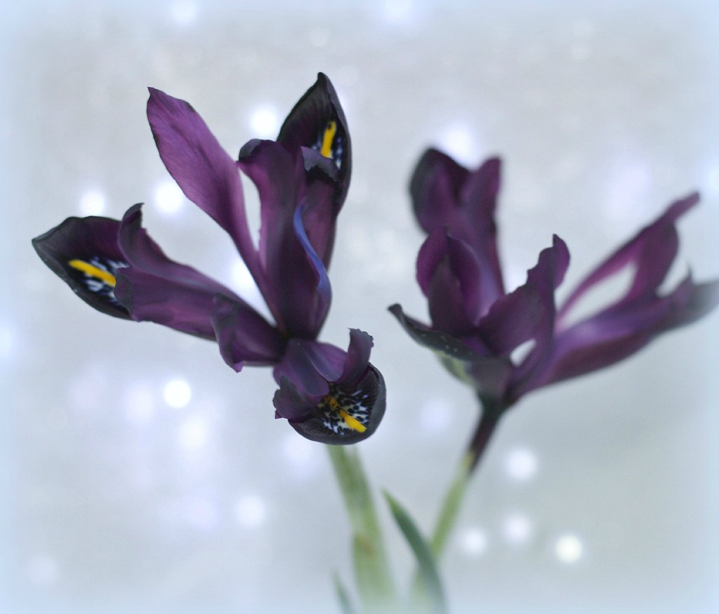 Mini-Iris. by wendyfrost