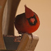 Man Cardinal! by rickster549