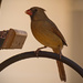 Lady Cardinal After Man Cardinal and Blue Jay! by rickster549