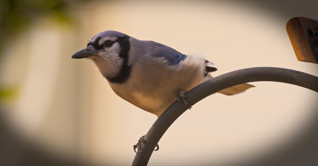 Blue Jay Getting Ready to Dive on the Suet! by rickster549