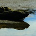 Waterlogged log by kiwinanna