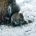 Squirrel by farmreporter