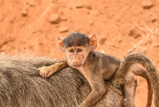26th Jan 2018 - Baby Baboon in the Wild
