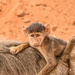 Baby Baboon in the Wild by kareenking