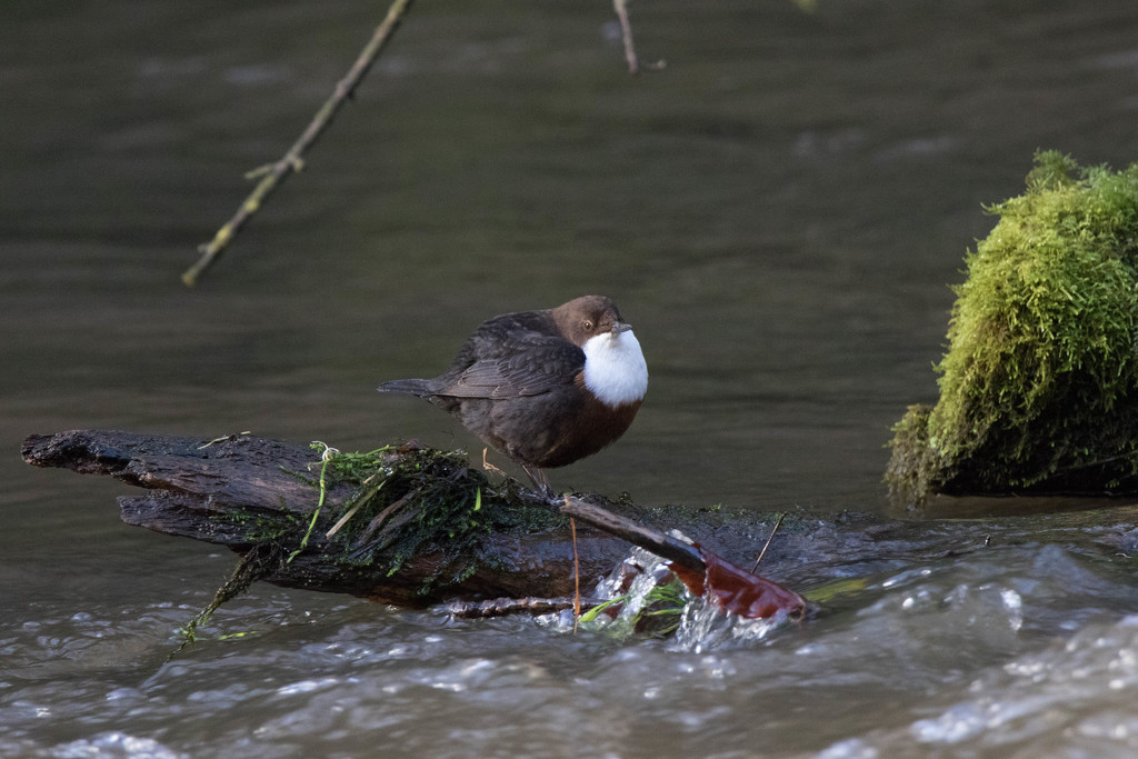Dipper-Derbyshire by padlock